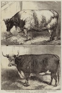 Prize Cattle at the Smithfield Club Cattle Show
